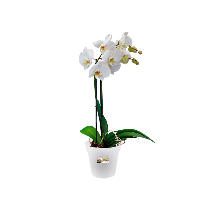 green basics orchidee 13cm transparent
